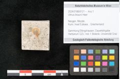 Foto (Objekt + Etikett) von Ulmus braunii Heer (NHMW-GEO-2024-0188-8121)